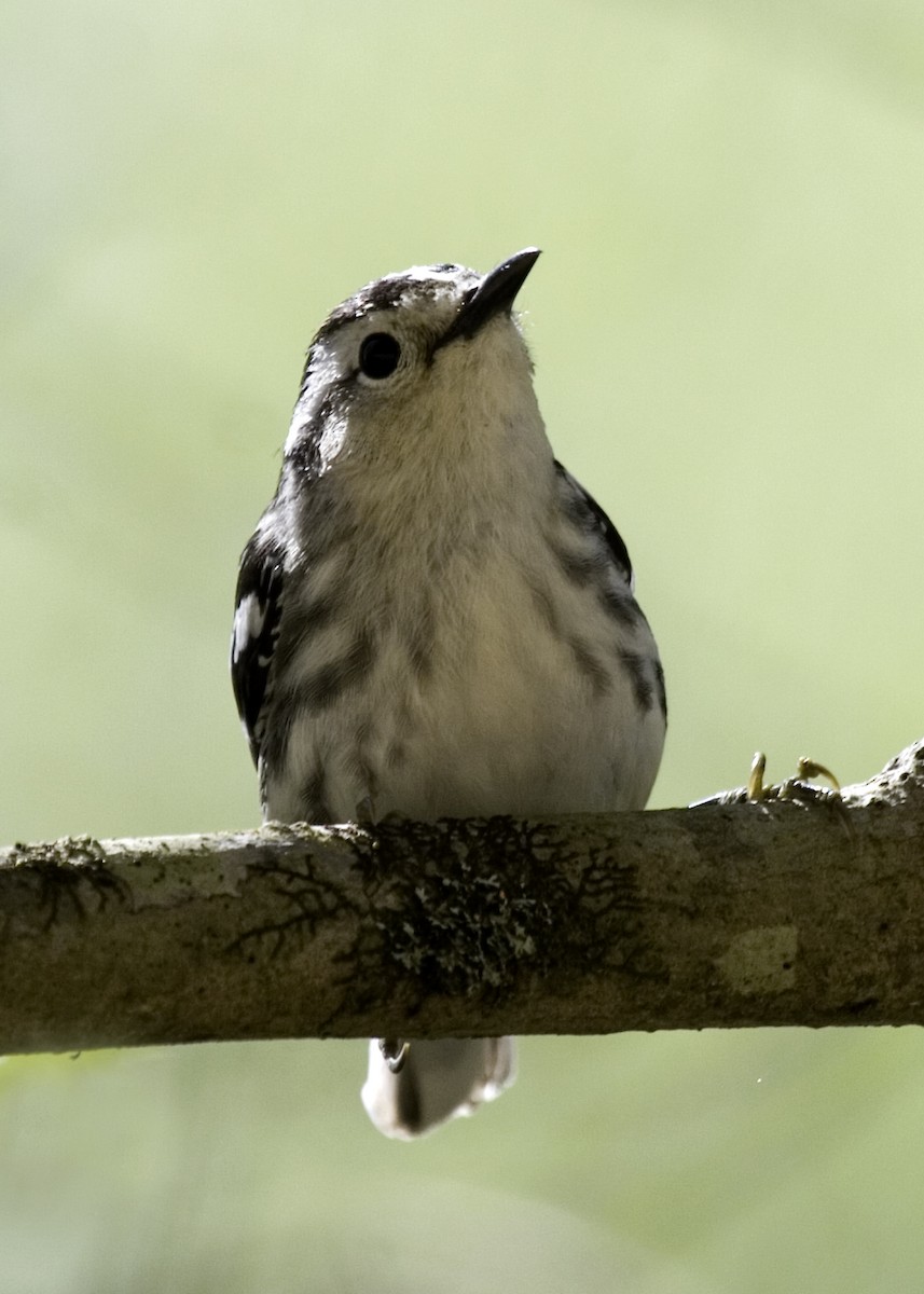 Black-and-white Warbler - Rachel Holzman