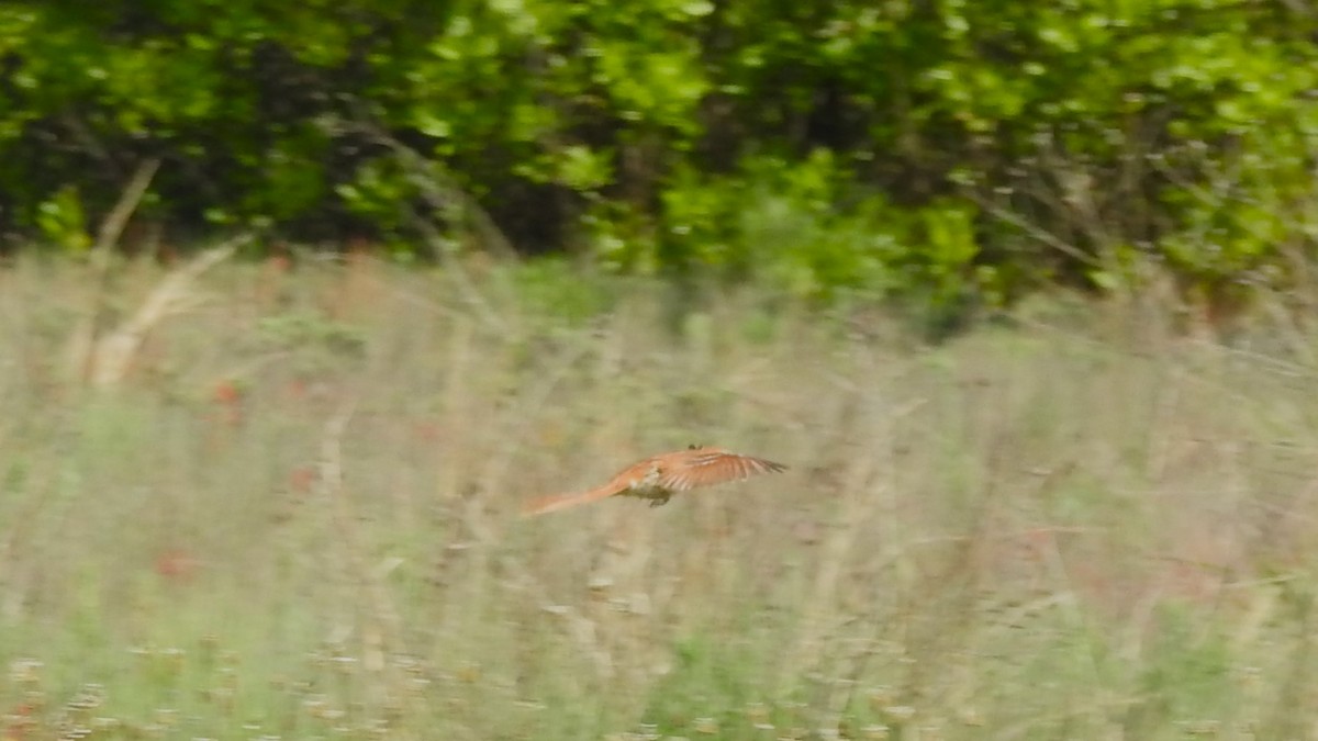 Brown Thrasher - Vincent Glasser