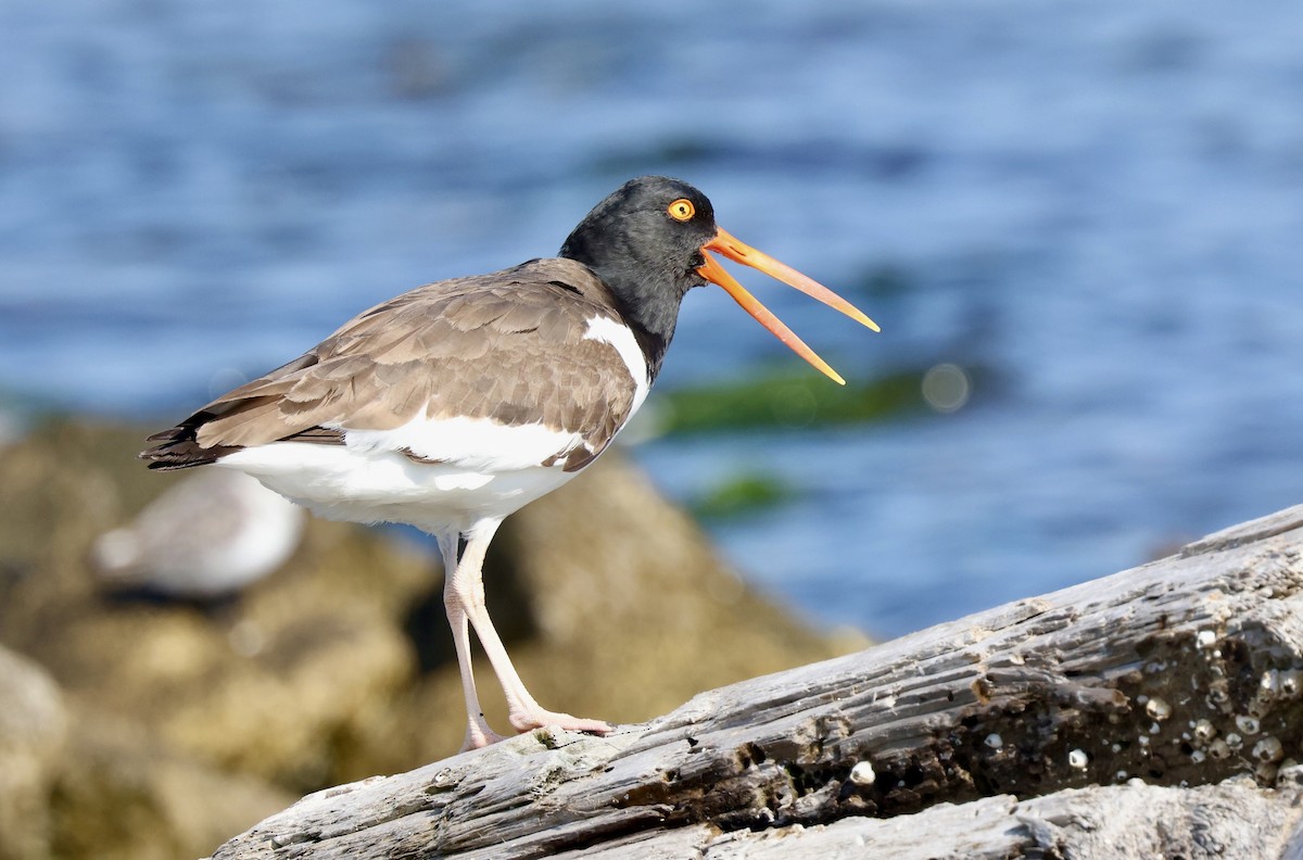 American Oystercatcher - ML619424280