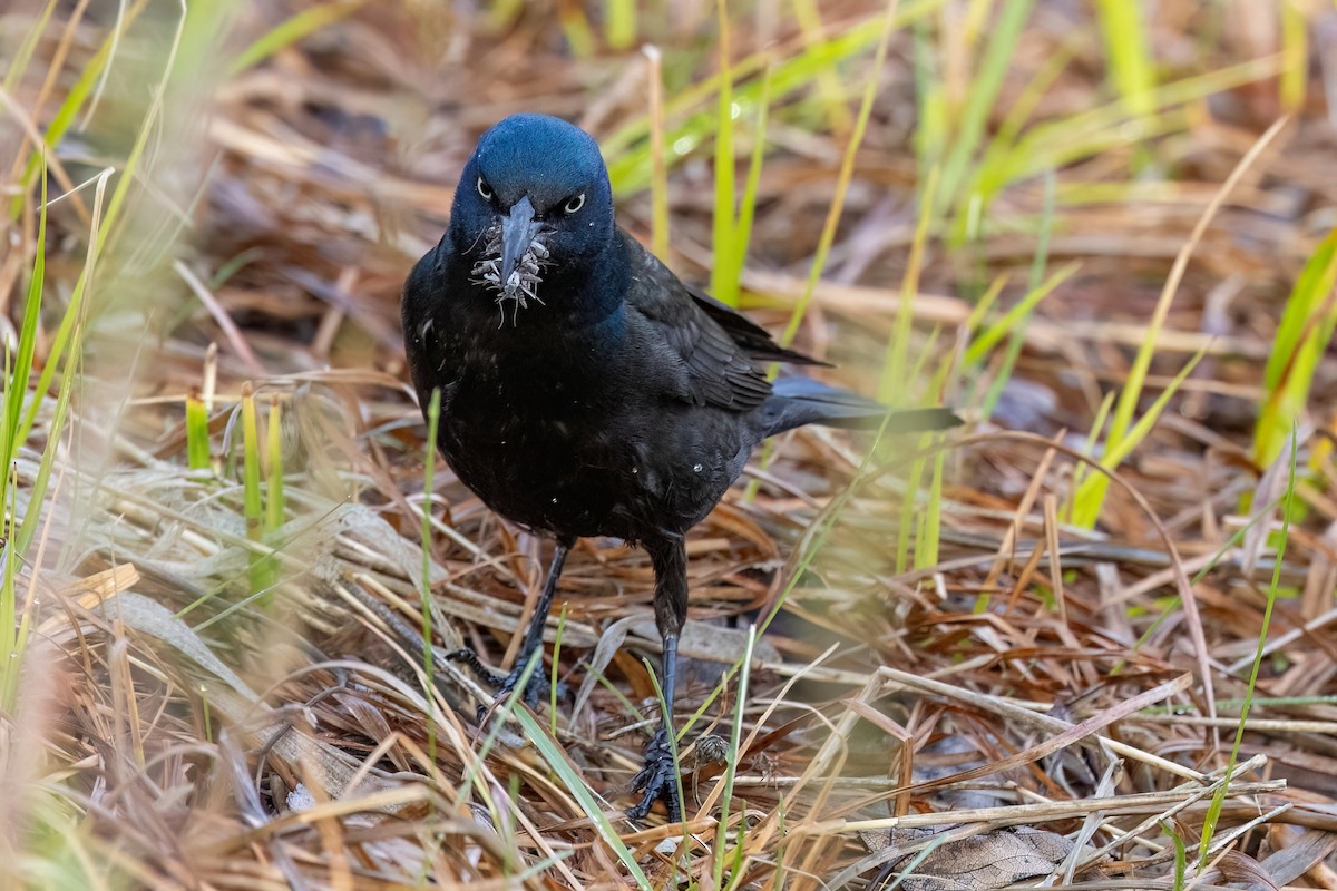 Common Grackle - Alan Knowles