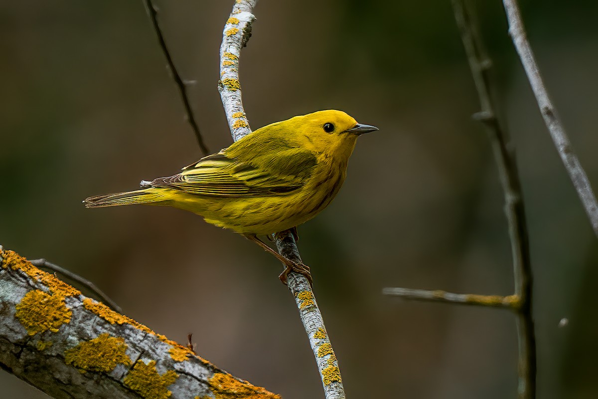 Yellow Warbler - David Ornellas