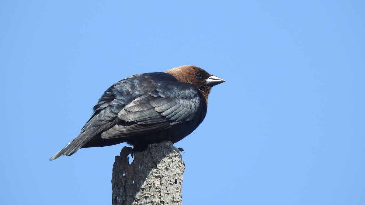 Brown-headed Cowbird - Vincent Glasser