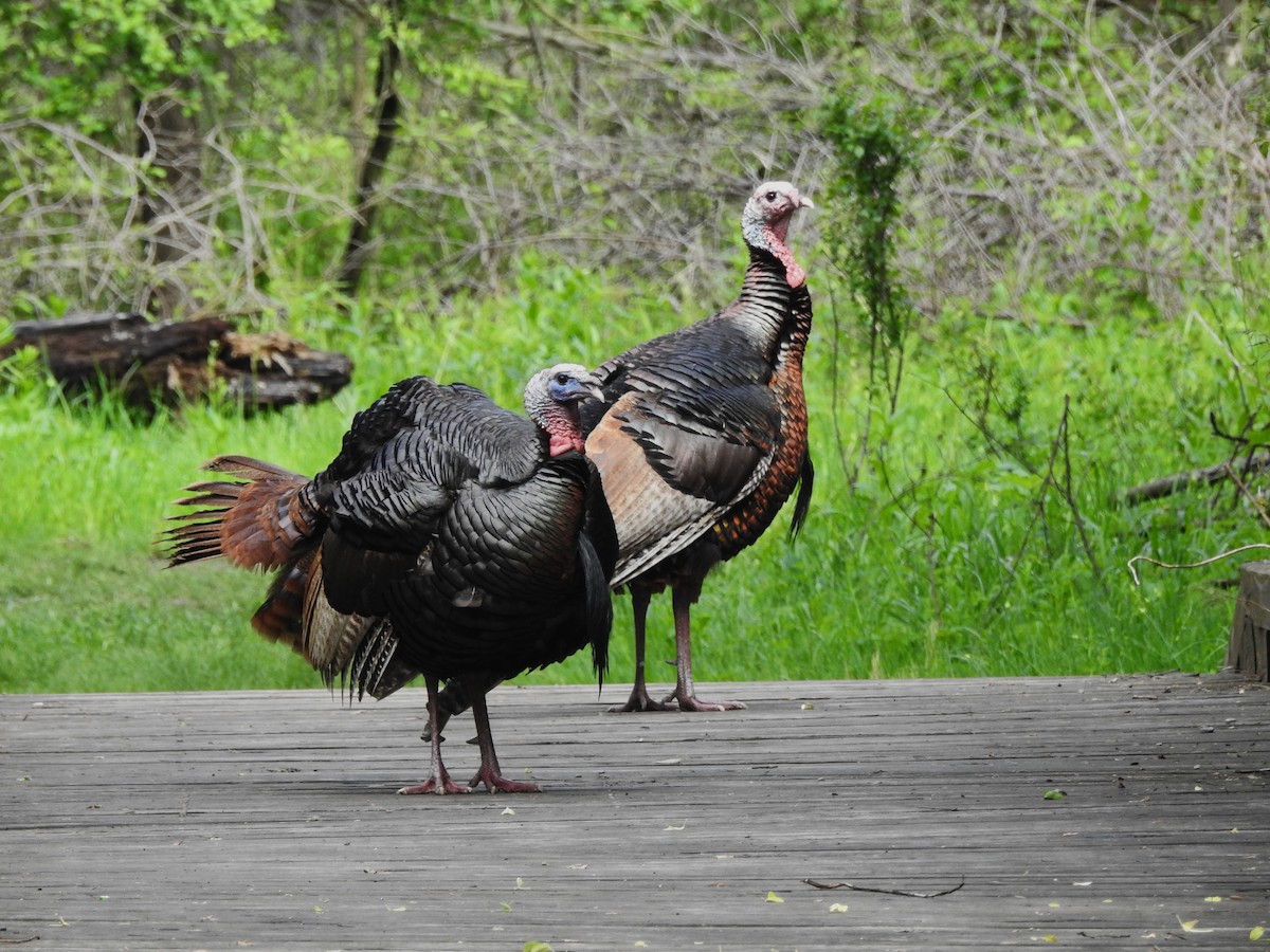 Wild Turkey - ML619424299