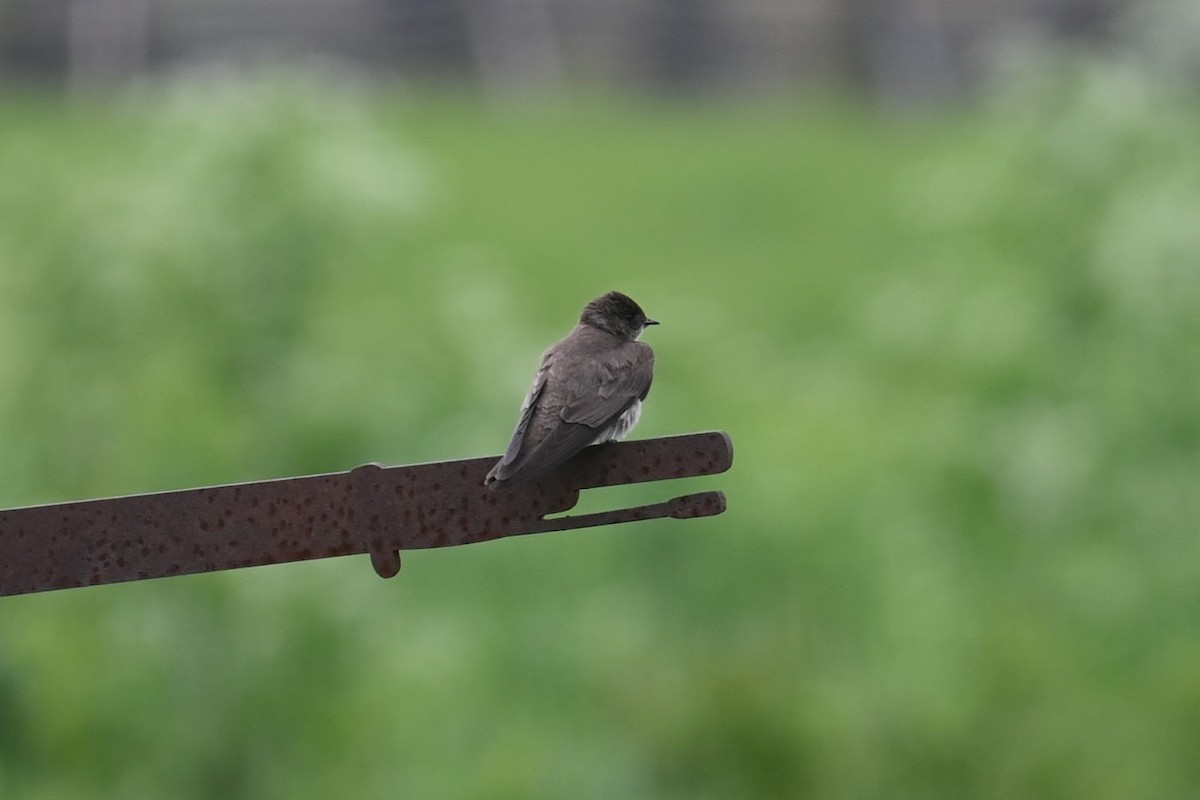 Northern Rough-winged Swallow - Skylar Carson-Reynolds