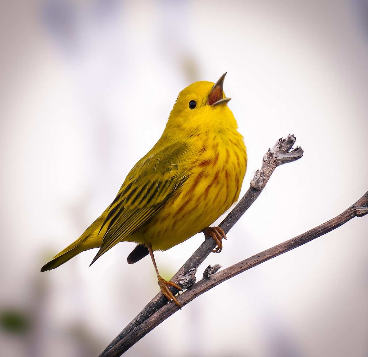 Yellow Warbler - Guillaume Daigle