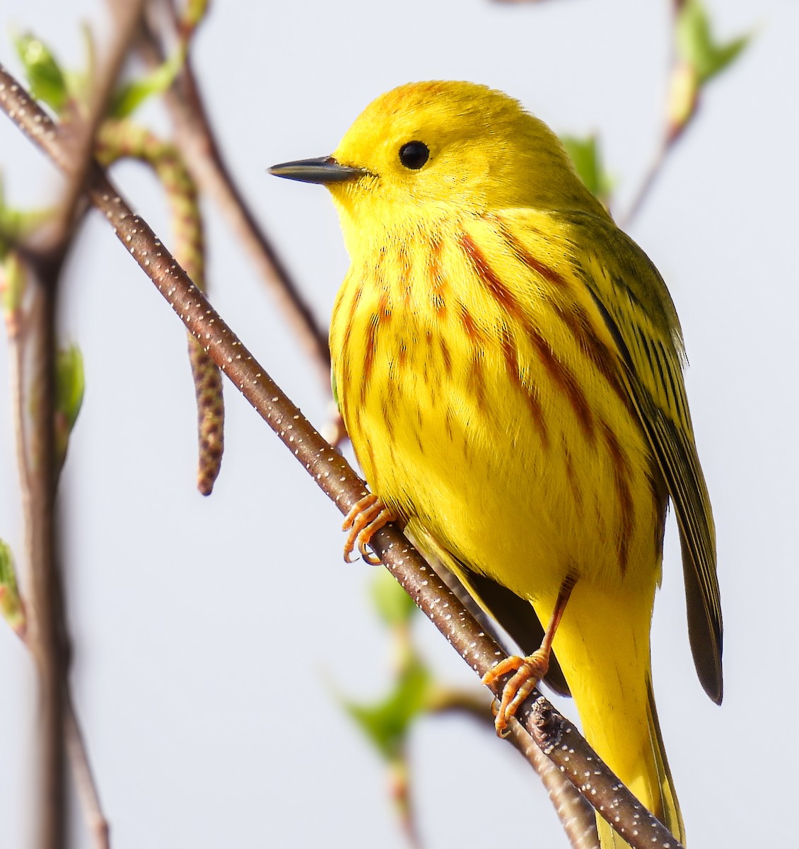 Yellow Warbler - ML619424307