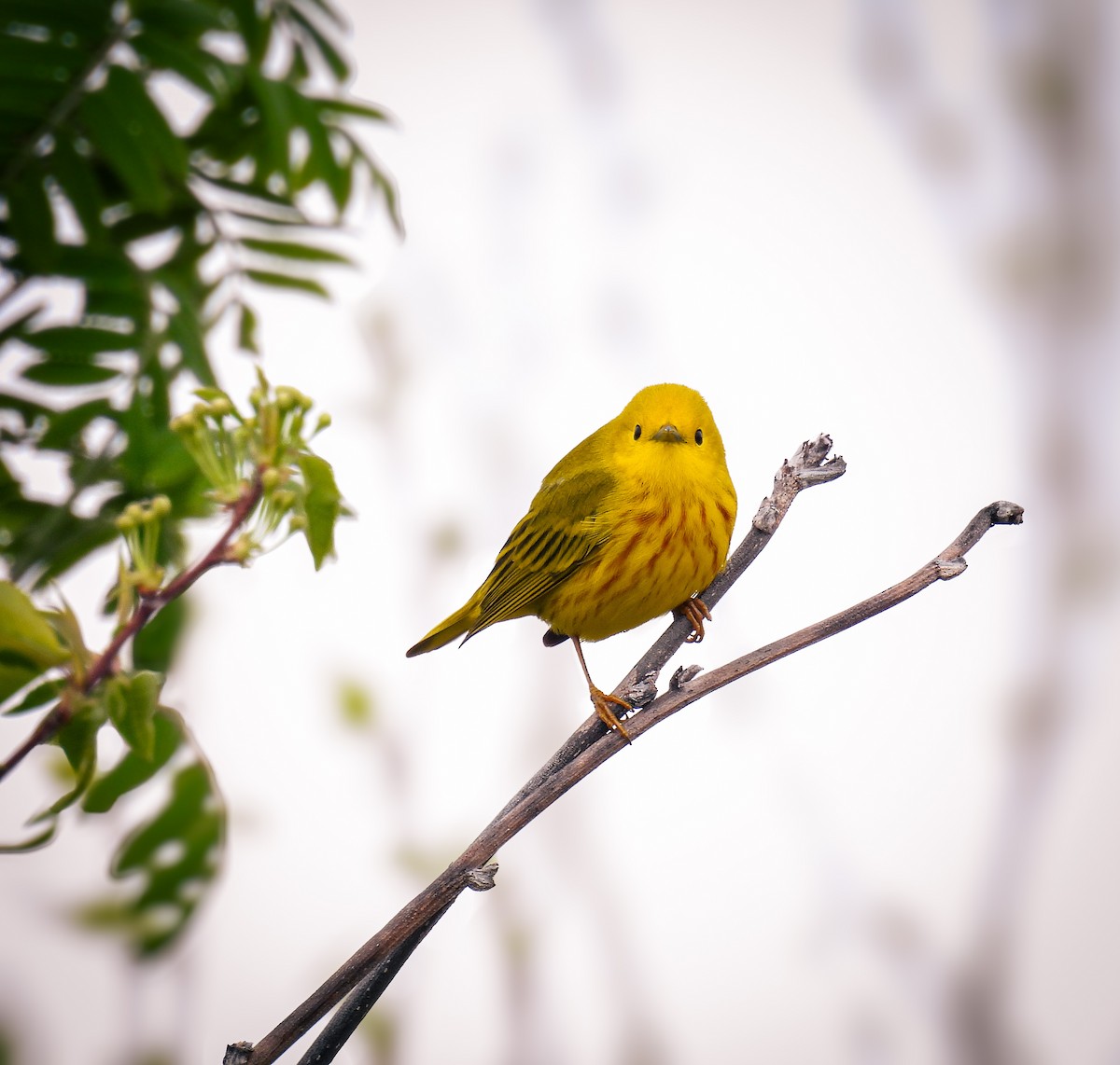 Yellow Warbler - Guillaume Daigle