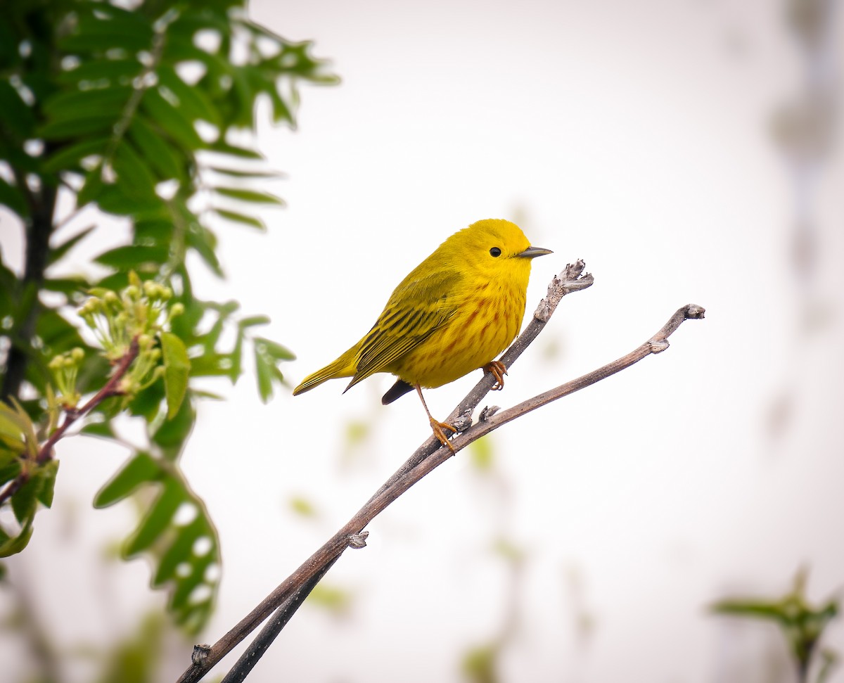 Yellow Warbler - Guillaume Daigle