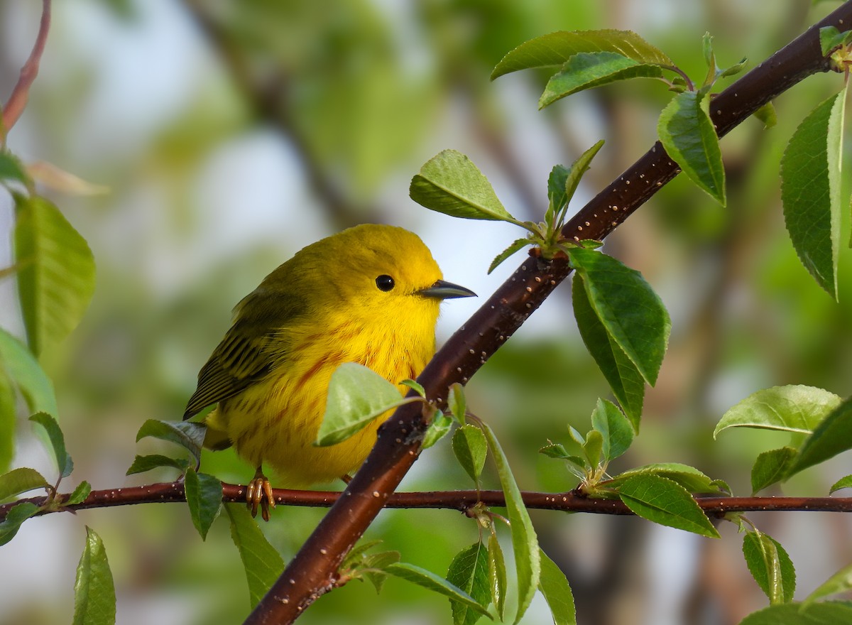 Yellow Warbler - ML619424311