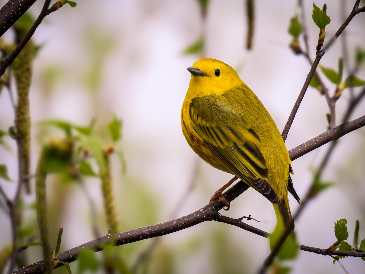 Yellow Warbler - Guillaume Daigle