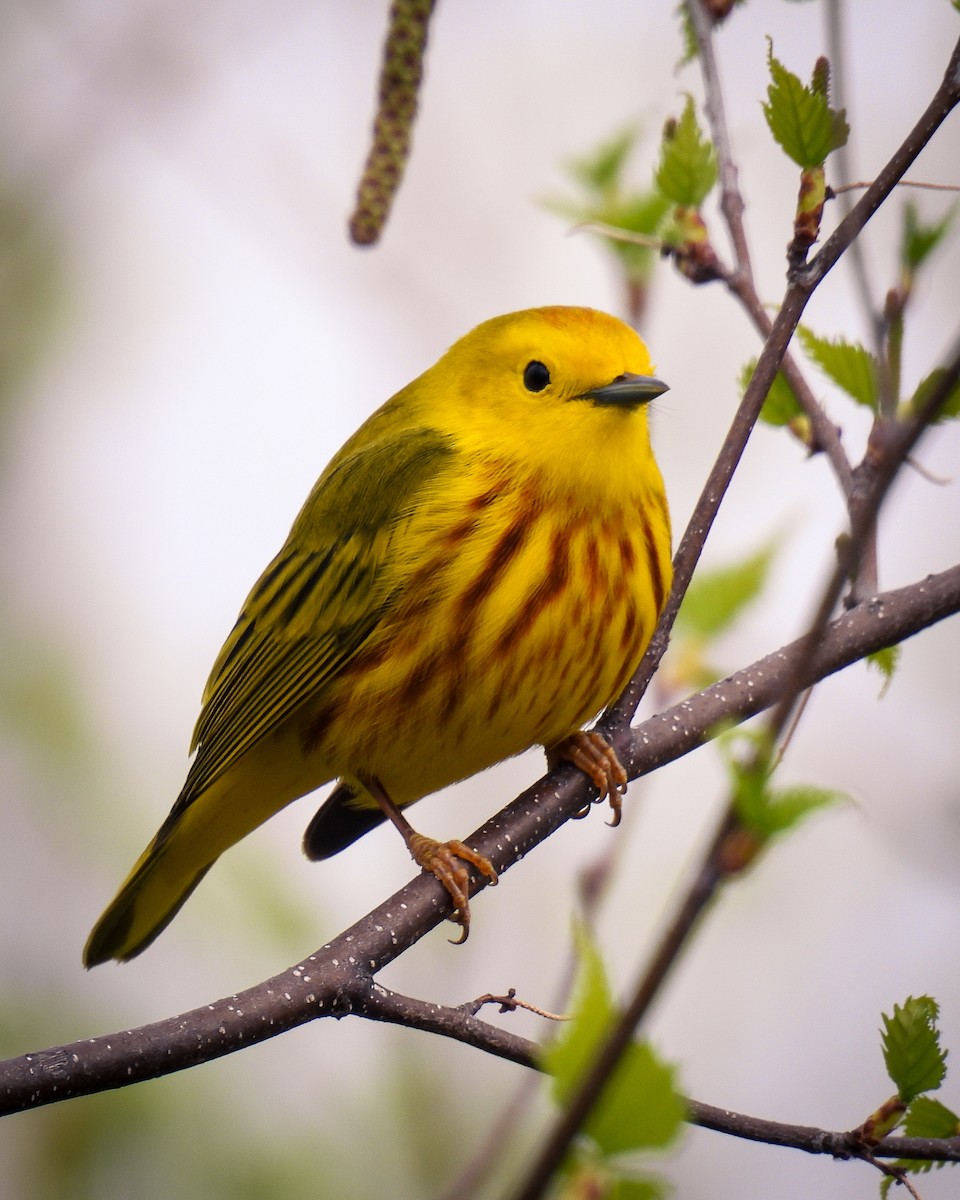 Yellow Warbler - Guillaume Daigle