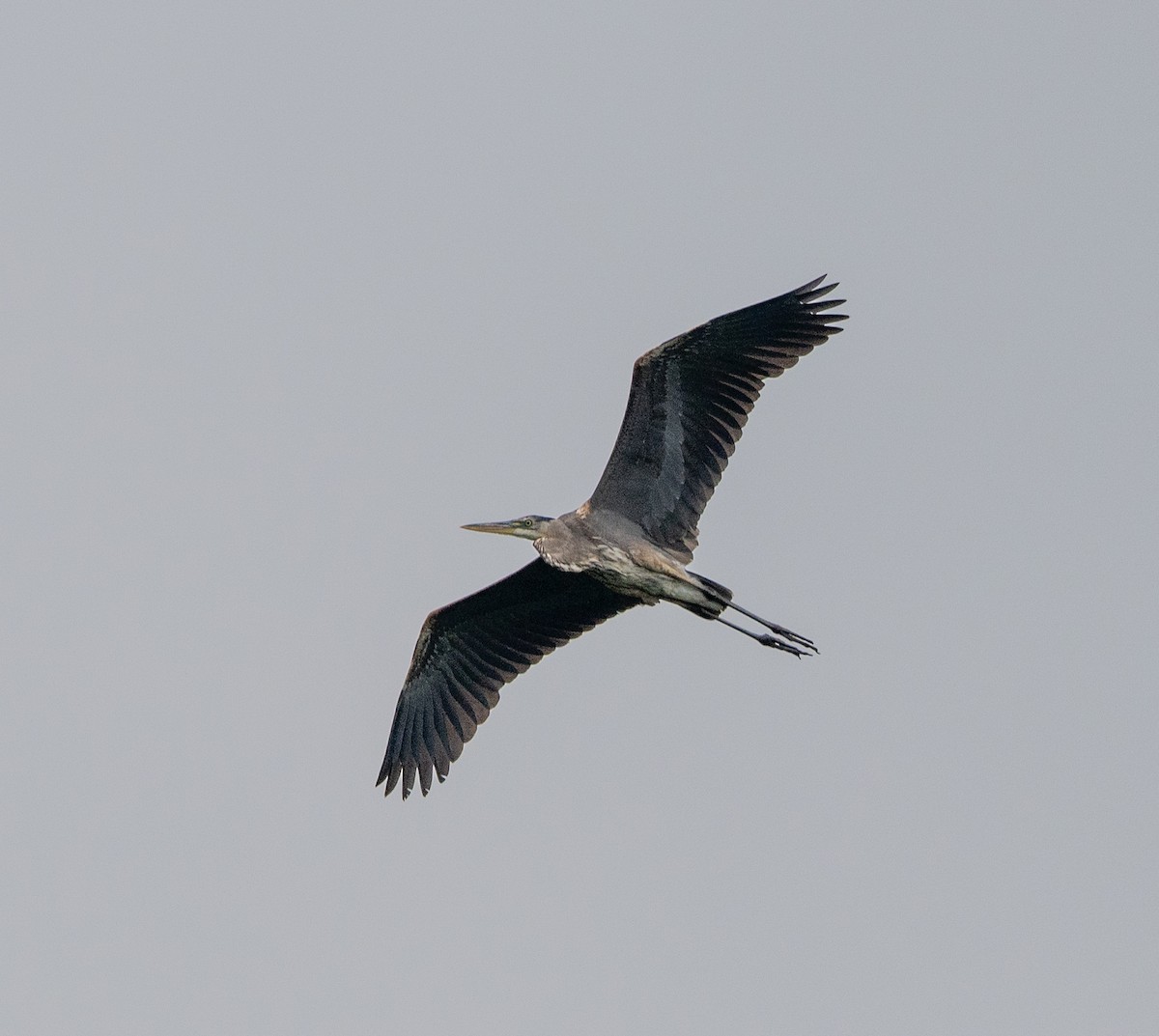 Great Blue Heron - Scott Murphy