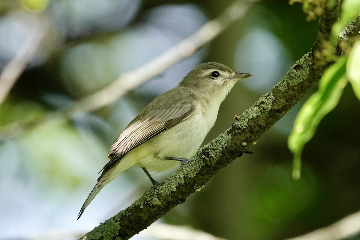 Warbling Vireo - Kenna Sue Trickey