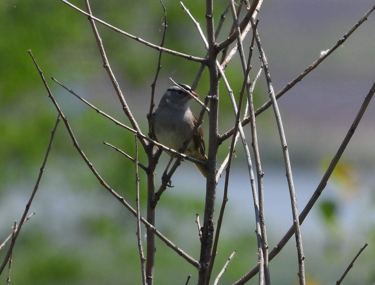 White-crowned Sparrow - Patricia Rettig