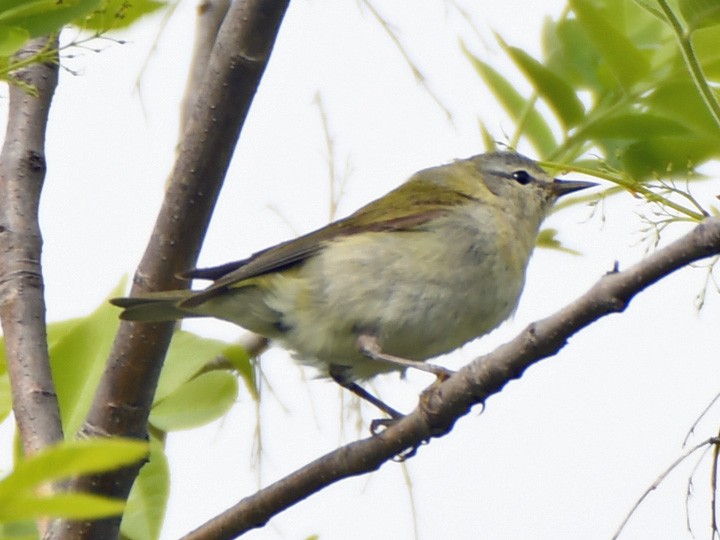 Tennessee Warbler - ML619424337