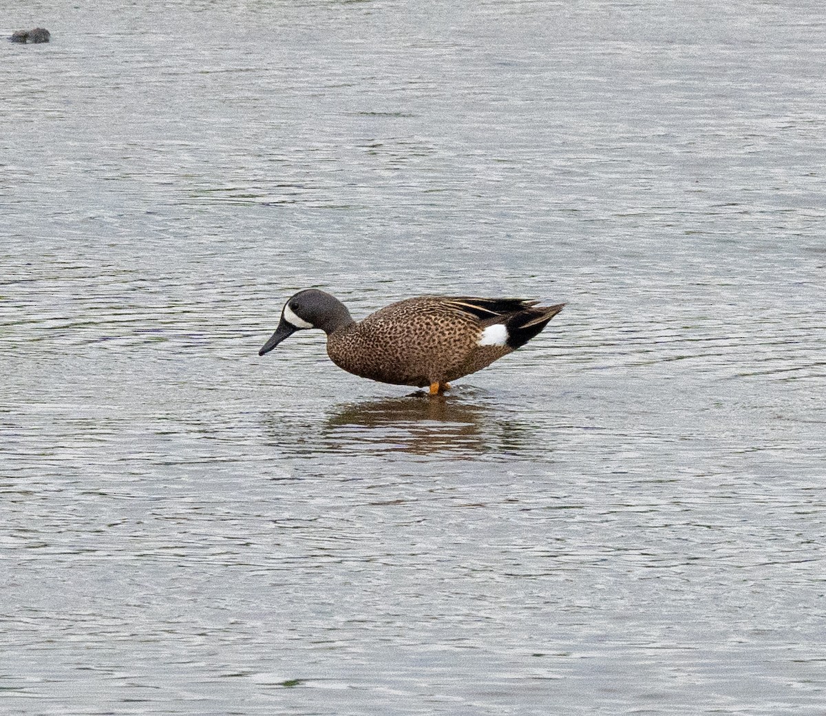 Blue-winged Teal - Scott Murphy