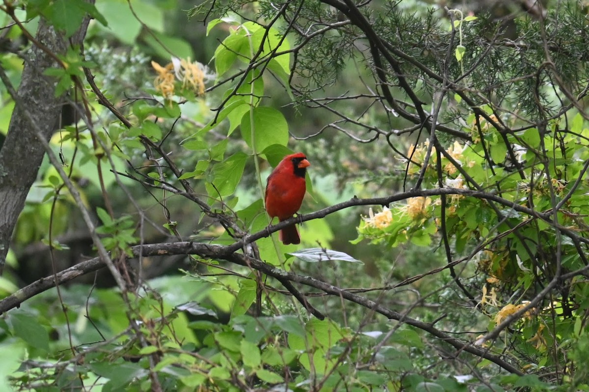 Northern Cardinal - Skylar Carson-Reynolds