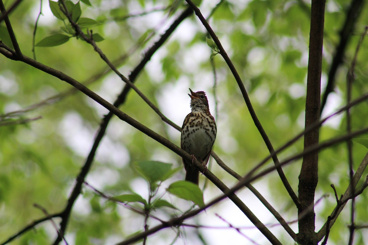 Wood Thrush - ML619424360