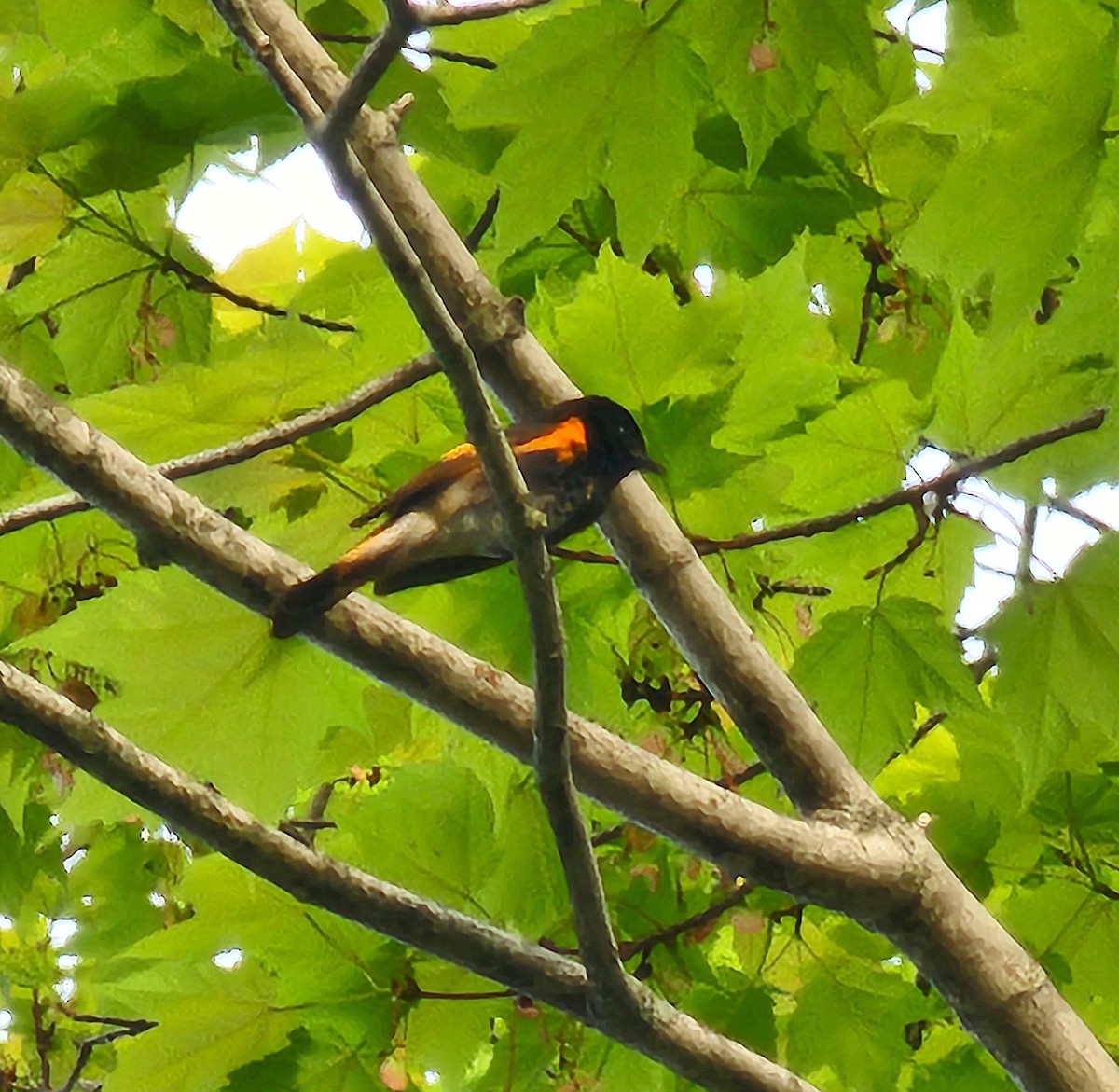 American Redstart - ML619424363