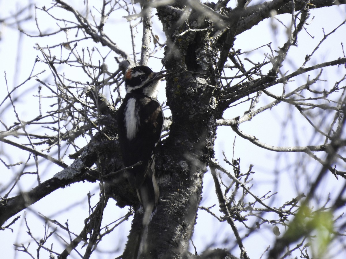 Hairy Woodpecker - Astrid Taen