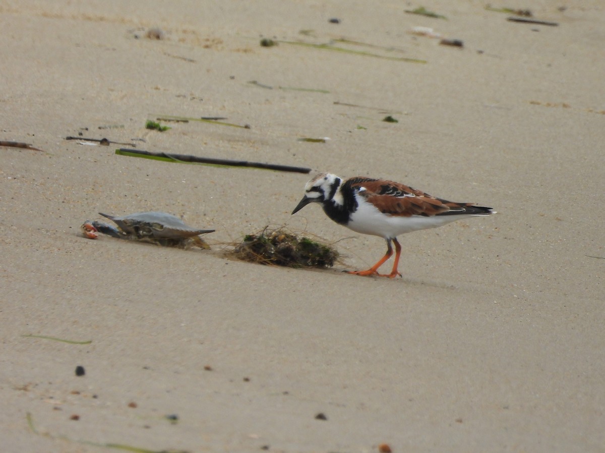 Ruddy Turnstone - Tracee Fugate