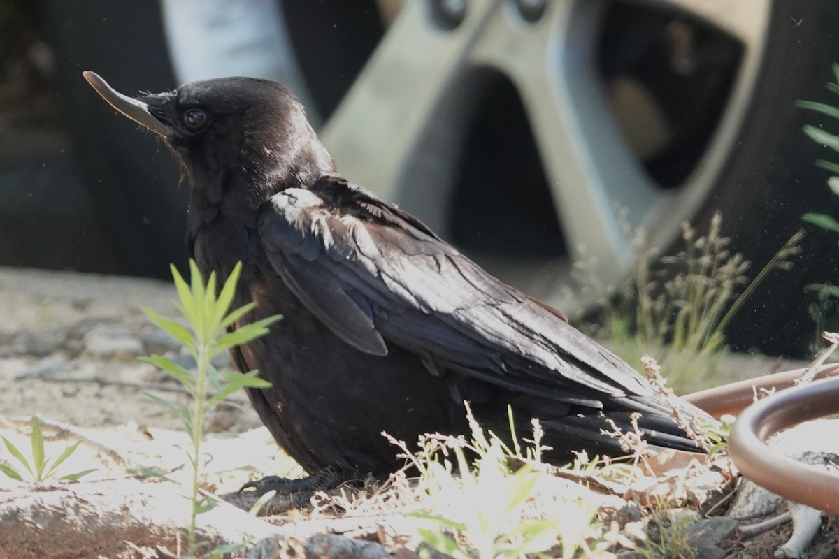 American Crow - Jeffrey Turner