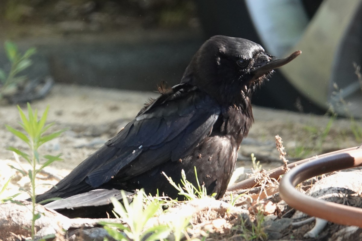 American Crow - Jeffrey Turner