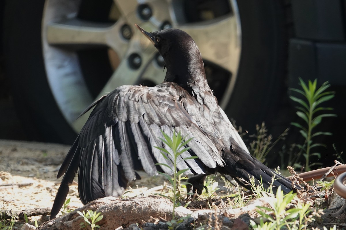 American Crow - Jeffrey Turner