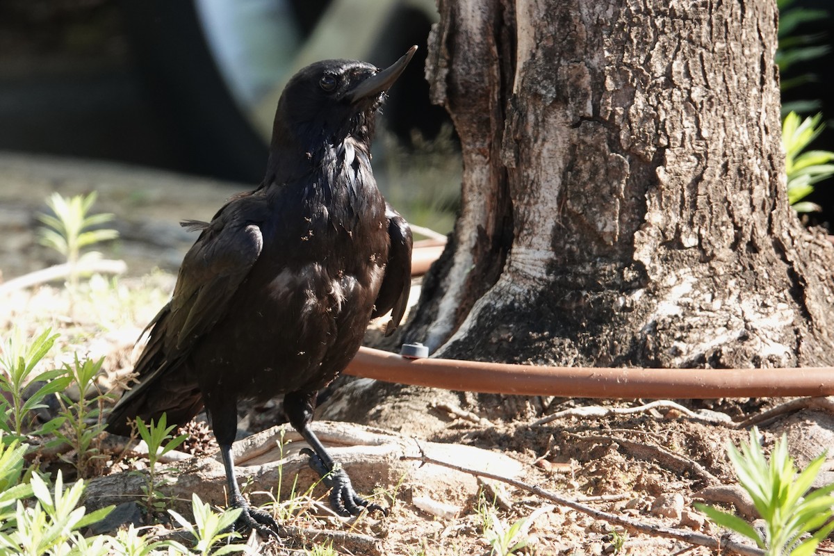 American Crow - Jeffrey Turner