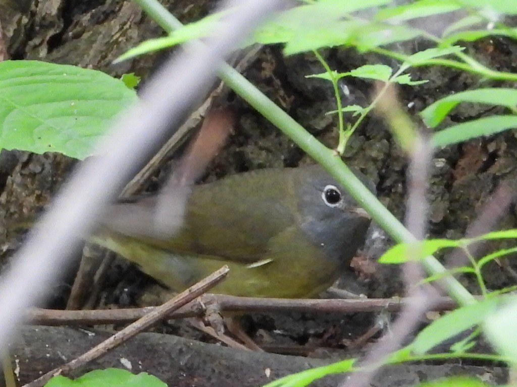 Connecticut Warbler - Mary Trombley