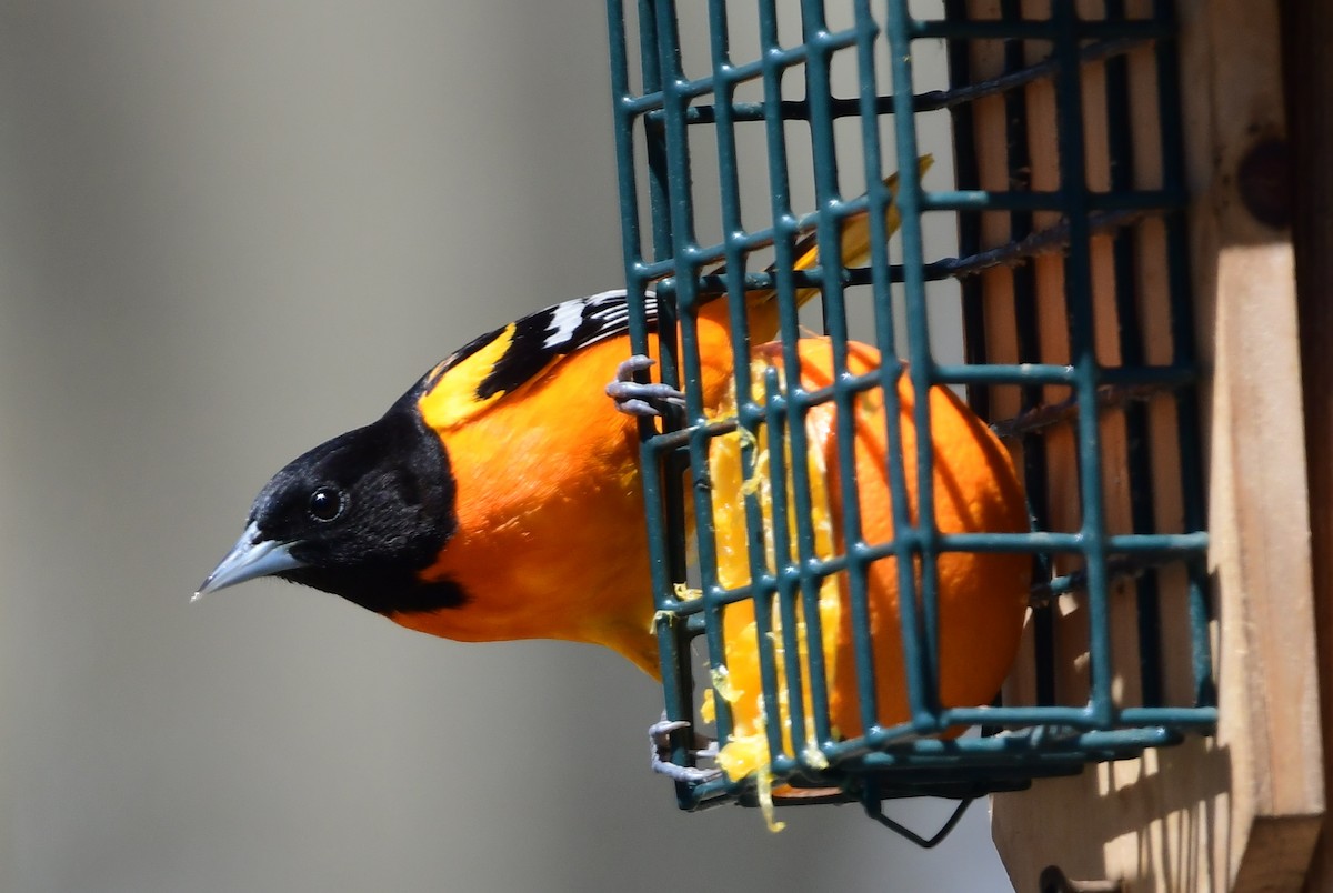 Baltimore Oriole - Michele Chartier