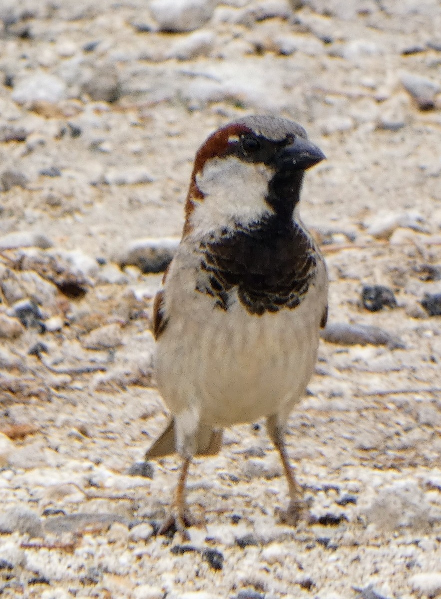 House Sparrow - ML619424432