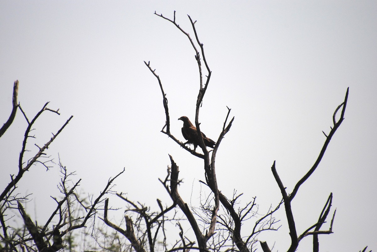 Indian Spotted Eagle - Alyssa DeRubeis