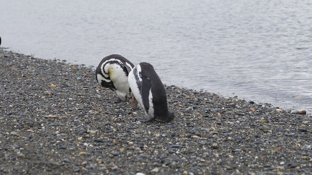 Magellanic Penguin - ML619424444