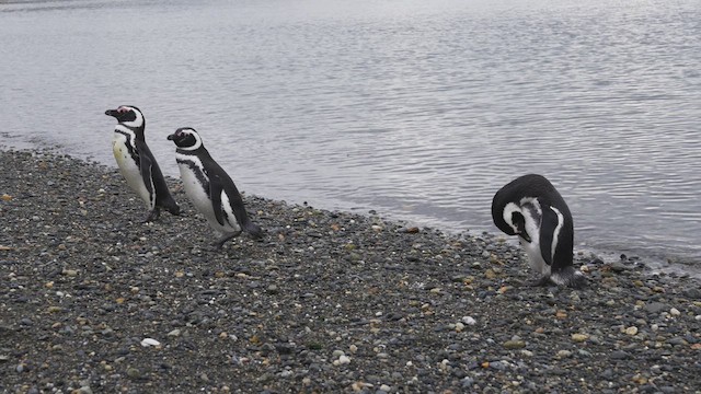 Pingüino Magallánico - ML619424447