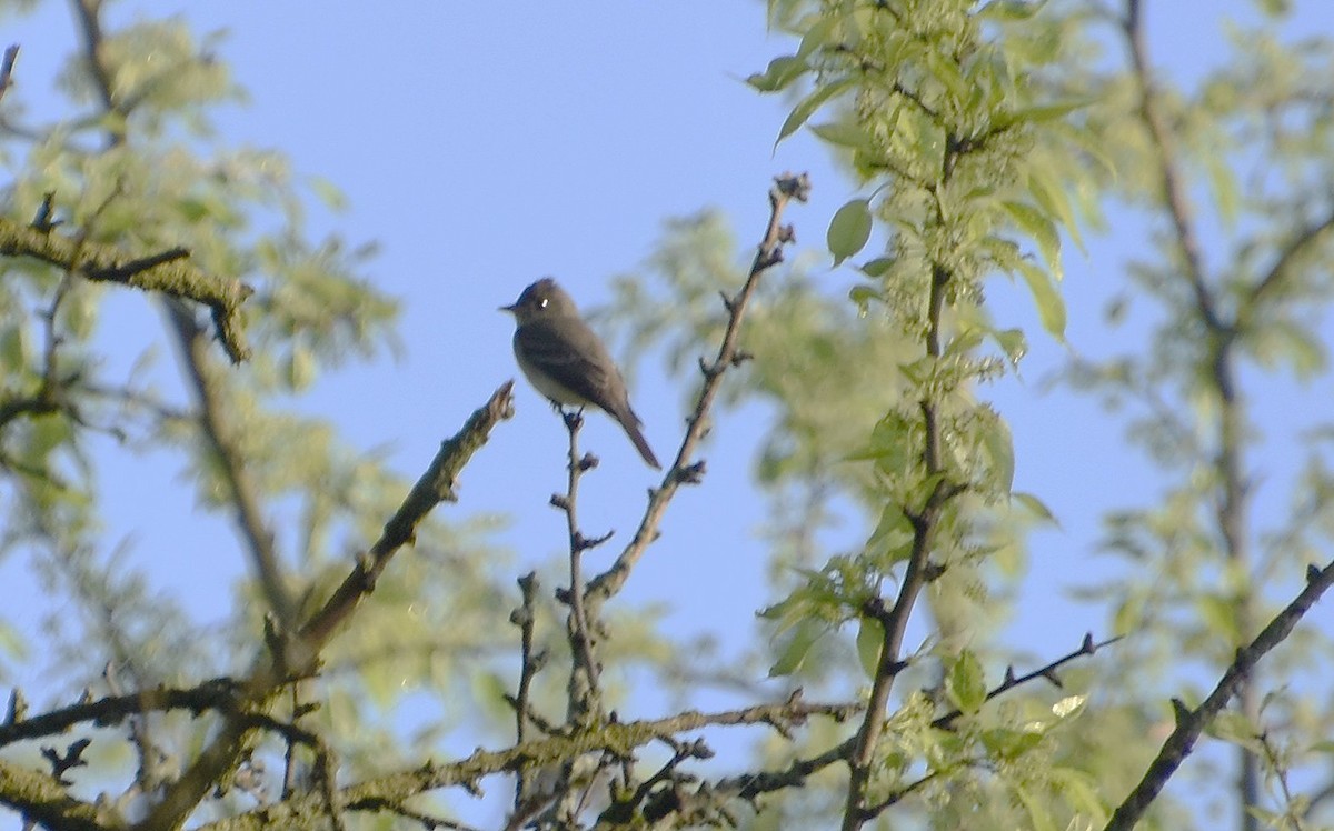 Least Flycatcher - Scott Jackson