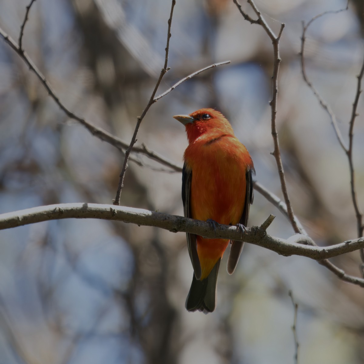 Scarlet Tanager - Mark Cloutier