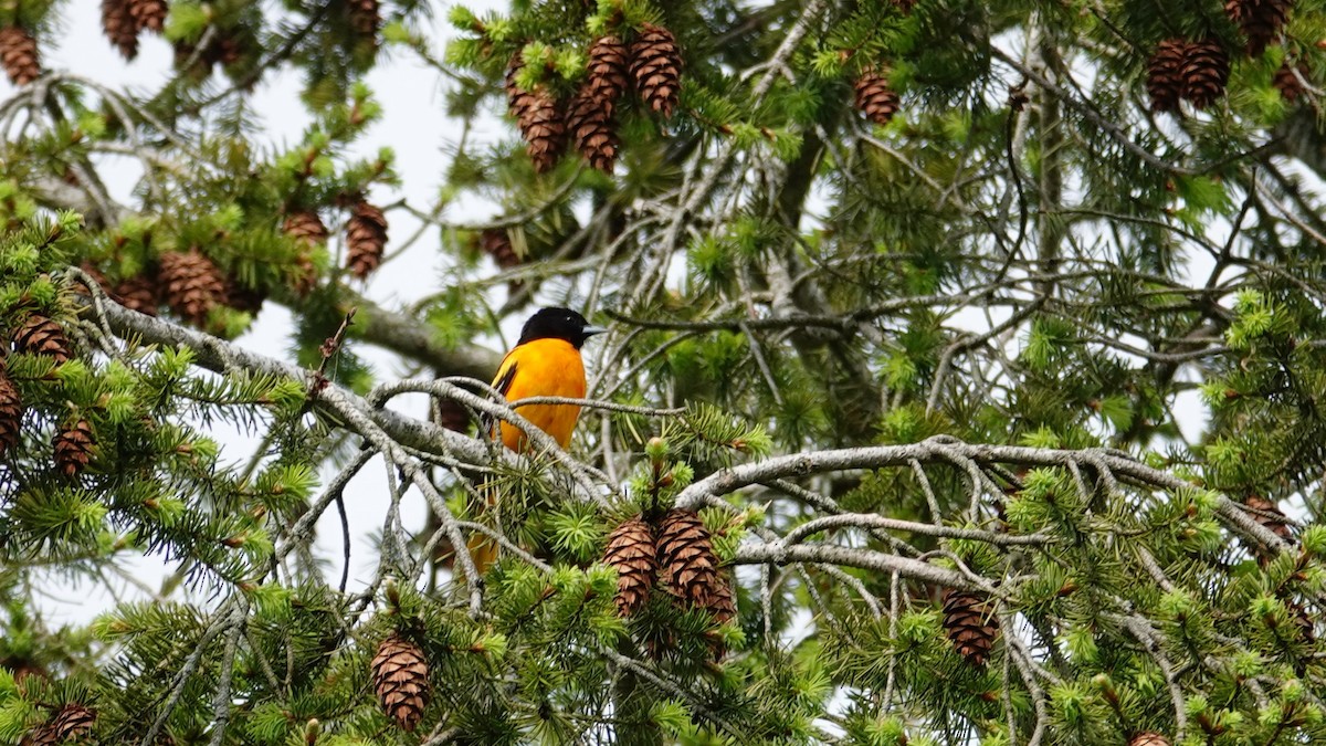 Baltimore Oriole - Betty Beckham