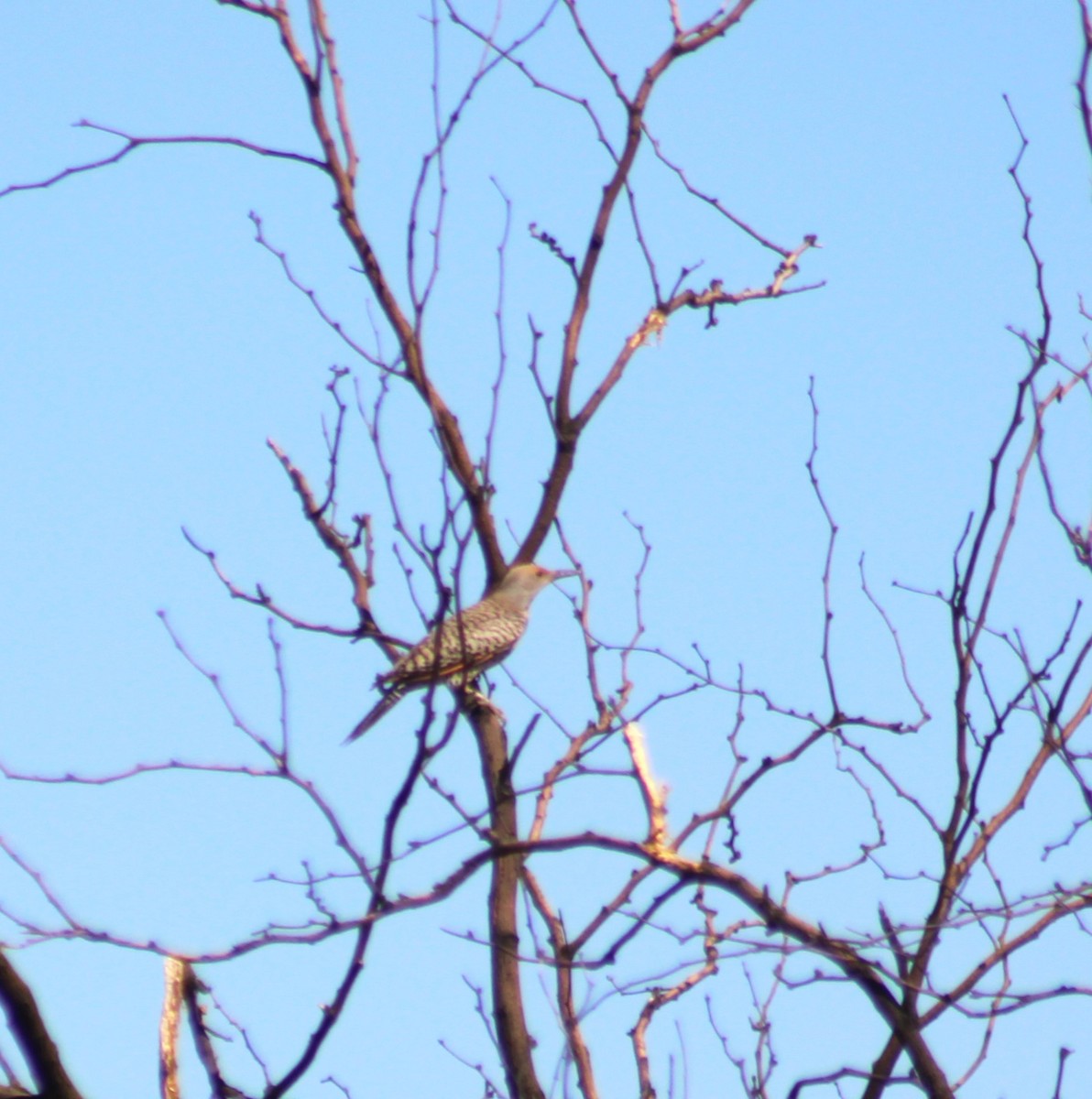 Northern/Gilded Flicker - ML619424457