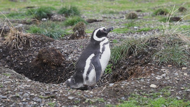 Magellanic Penguin - ML619424461