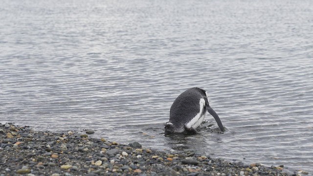 Pingüino Magallánico - ML619424463