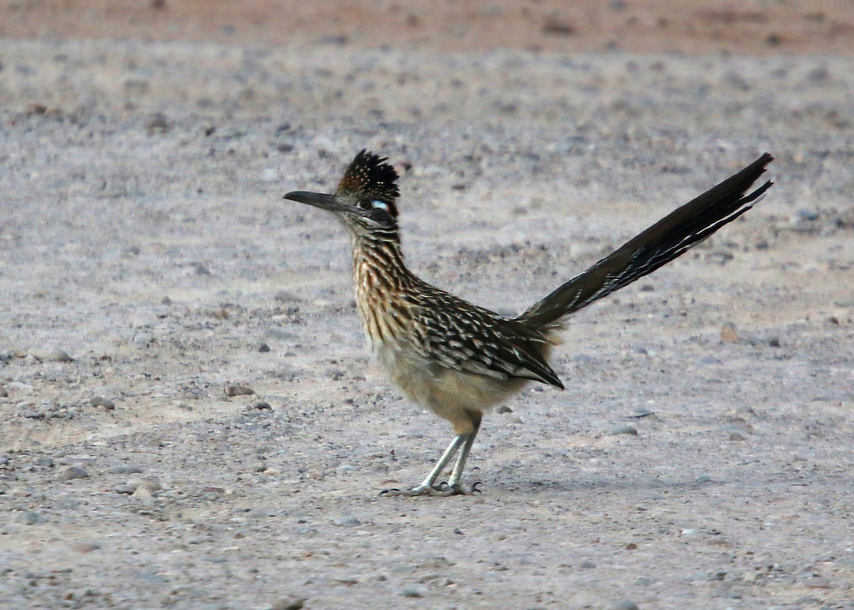 Greater Roadrunner - William Clark