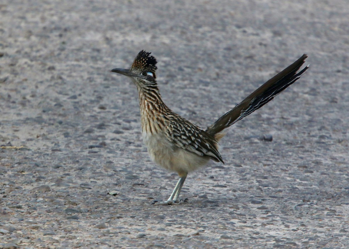 Greater Roadrunner - William Clark