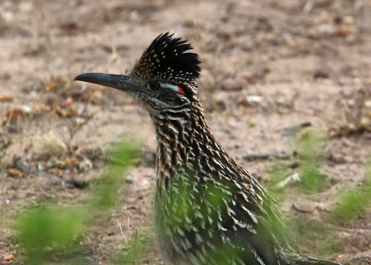 Greater Roadrunner - William Clark