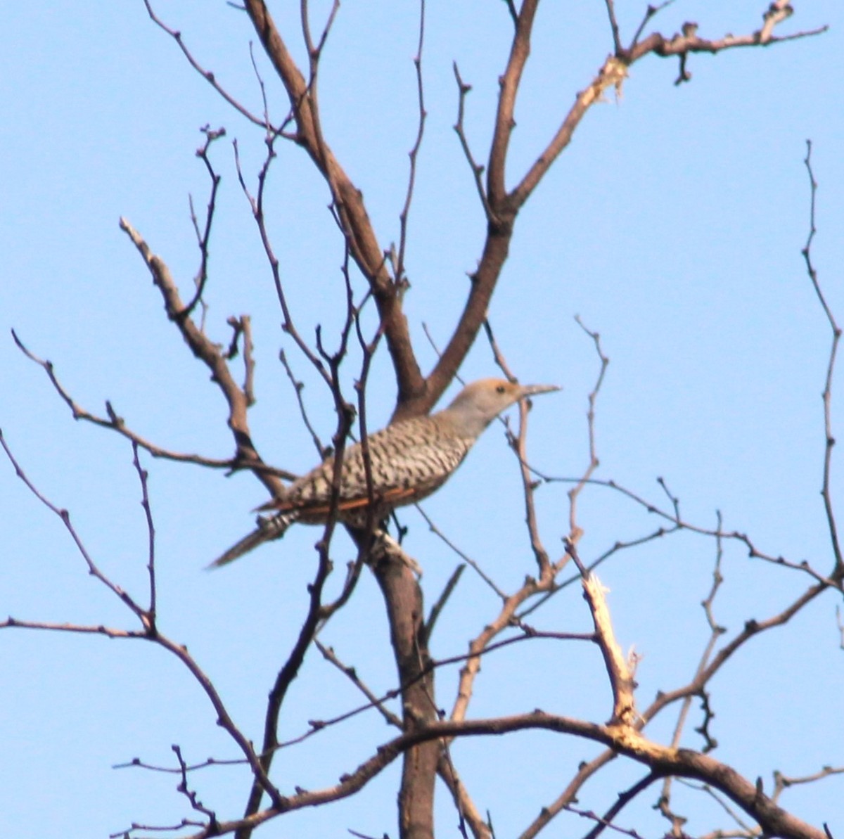 Northern/Gilded Flicker - ML619424471