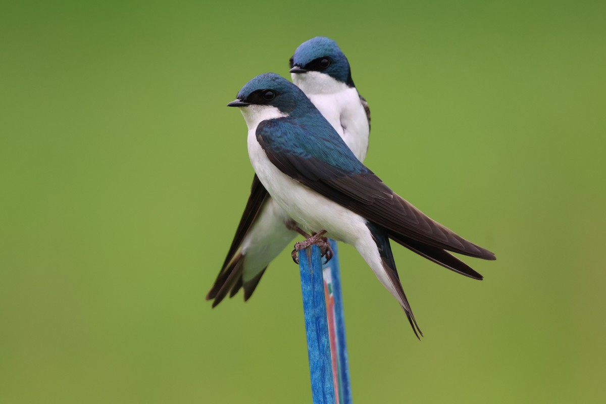 Tree Swallow - Janice Farral