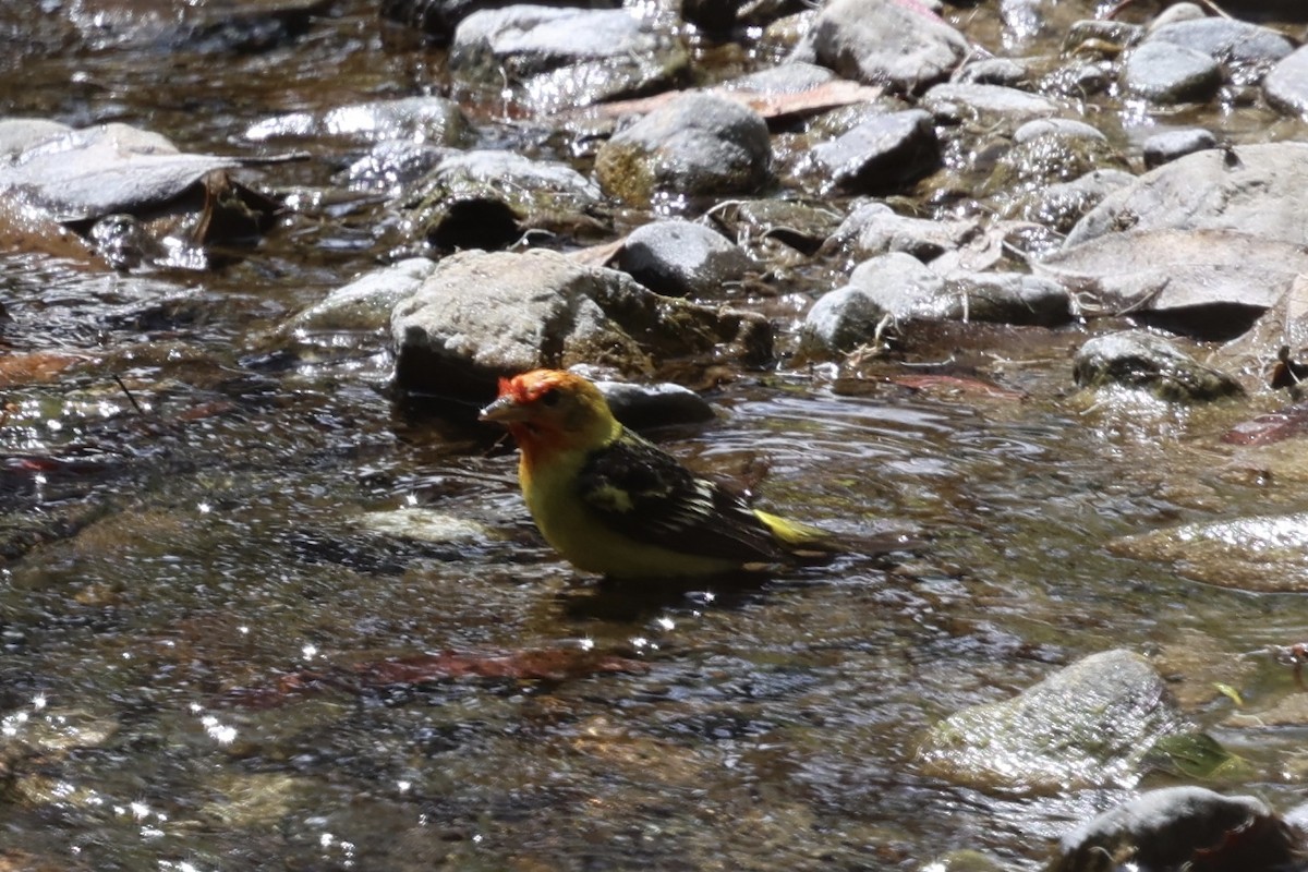 Western Tanager - Ann Stockert