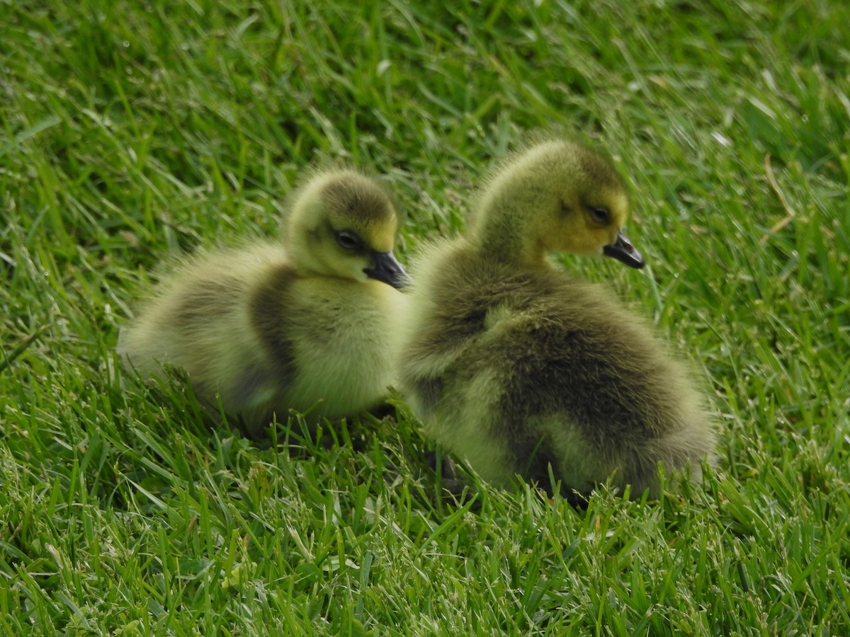 カナダガン - ML619424481