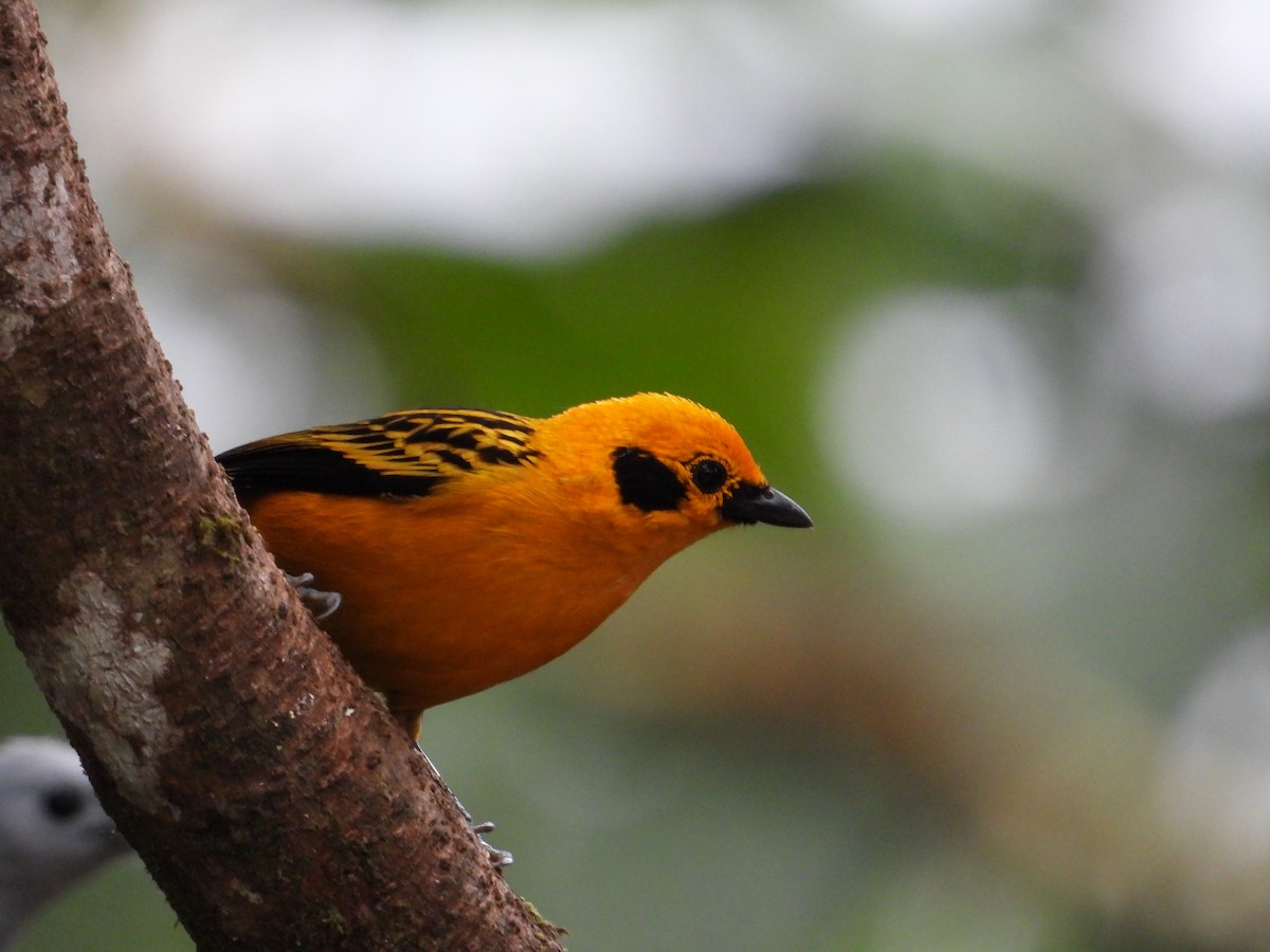 Golden Tanager - Francisco Sornoza