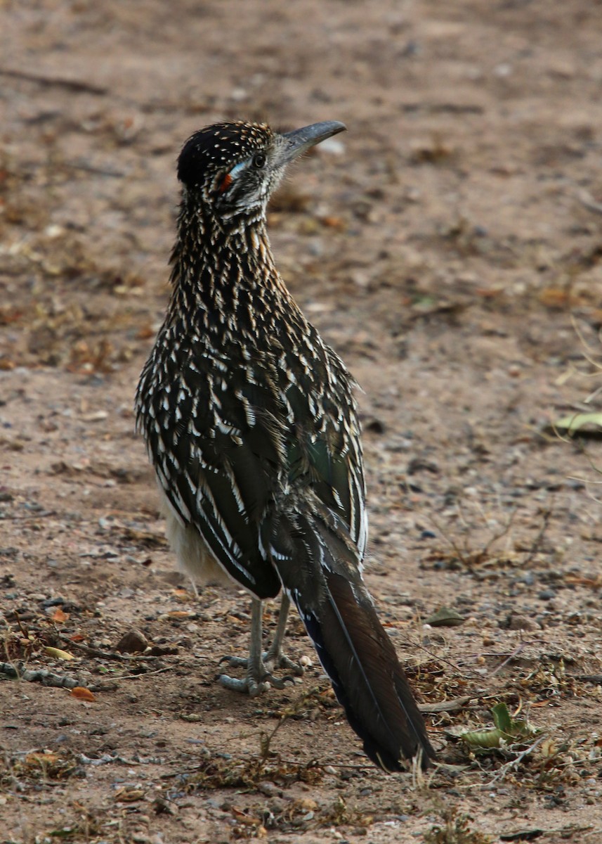 Greater Roadrunner - William Clark